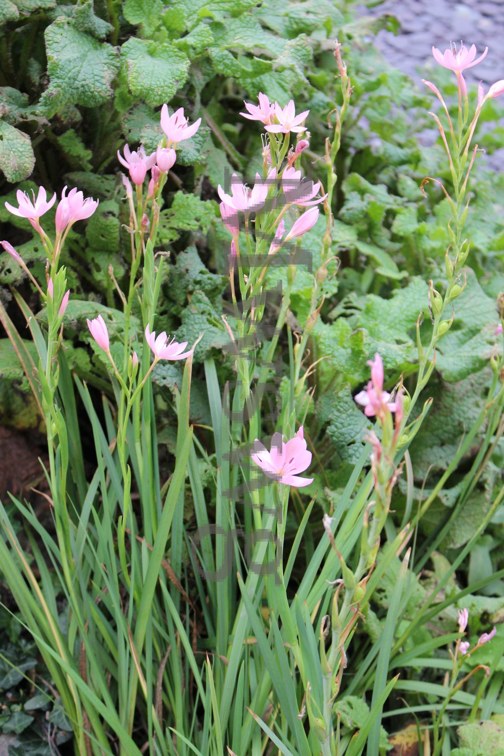 Website Image – Resized – hesperantha – IMG_2221
